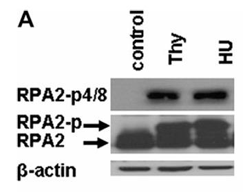 RPA2-3.jpg