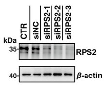 RPS2-4.jpg