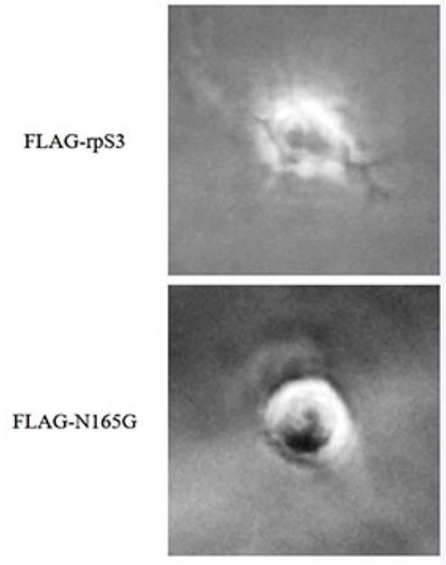 RPS3-4025R-2.jpg