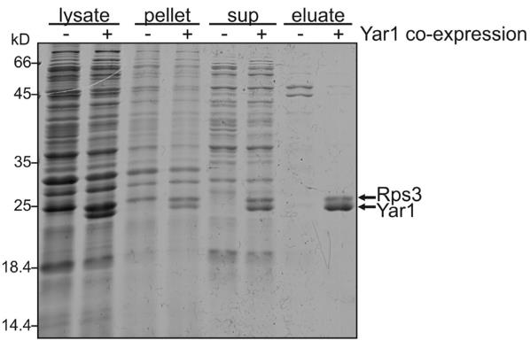 RPS3-4025R-4.jpg