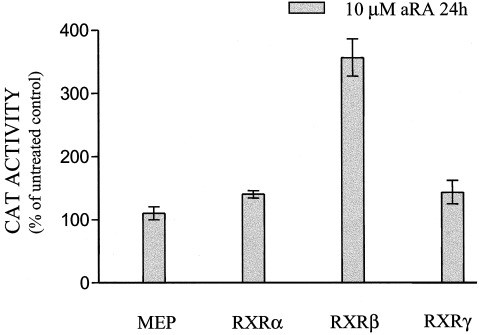 RXRB-2.jpg