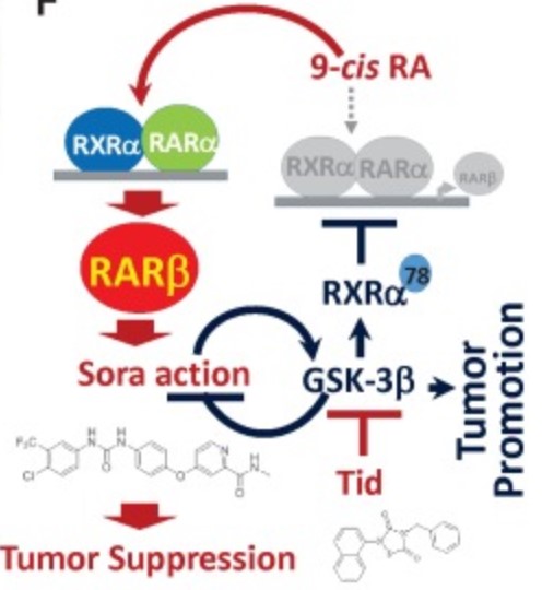 RXRB-5.jpg