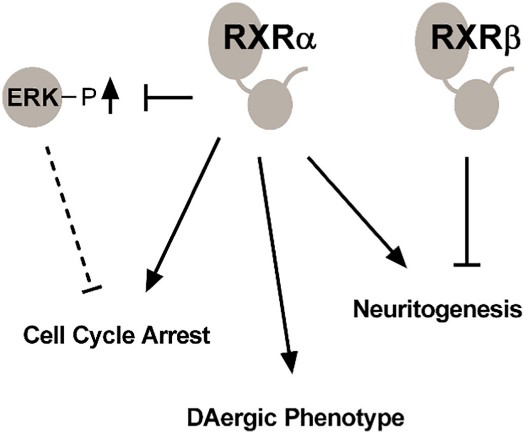 RXRB-7.jpg