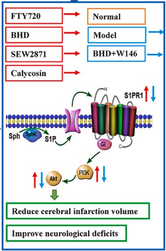 S1PR1-5.jpg