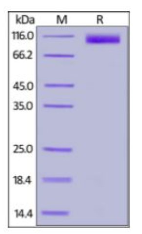 SELE-2.jpg