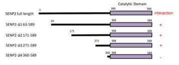 SENP2-3.jpg