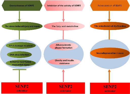 SENP2-8.jpg