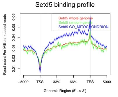SETD5-14982M-3.jpg