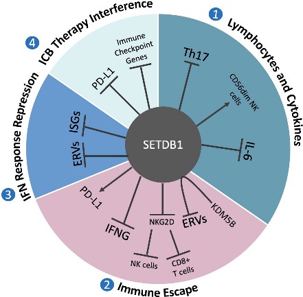 SETDB1-7.jpg