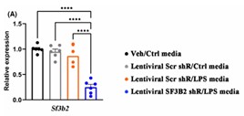 SF3B2-4.jpg
