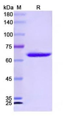 SGSH-2.jpg