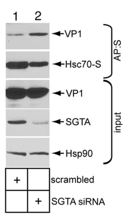 SGTA-2.jpg