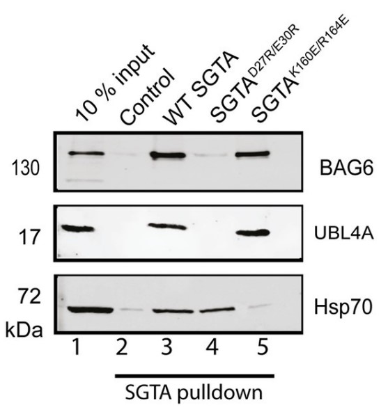 SGTA-4.jpg