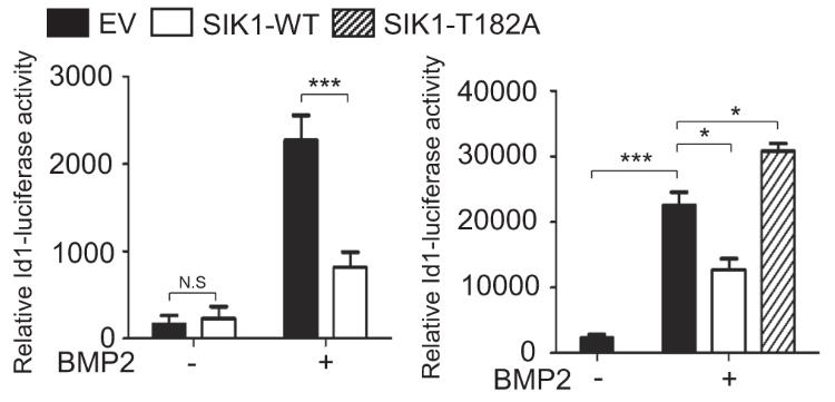 SIK1-2.jpg