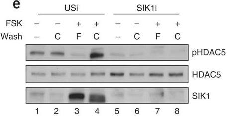 SIK1-4.jpg