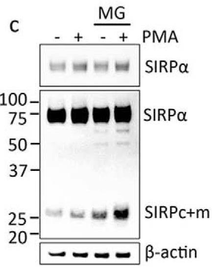 SIRPA-1.jpg