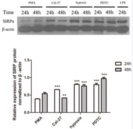 SIRPA-4.jpg