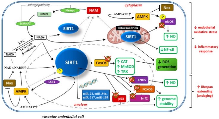 SIRT1-10.jpg