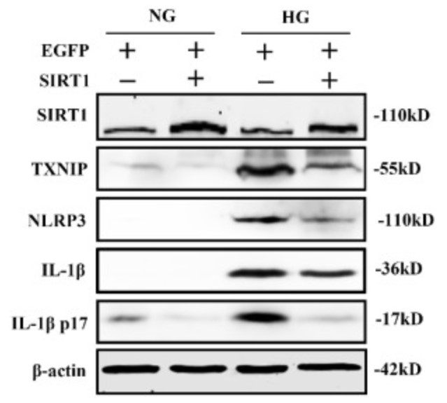 SIRT1-4.jpg