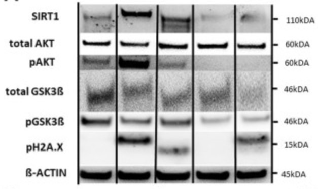 SIRT1-5.jpg