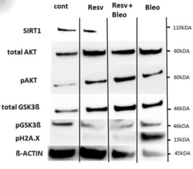 SIRT1-6.jpg