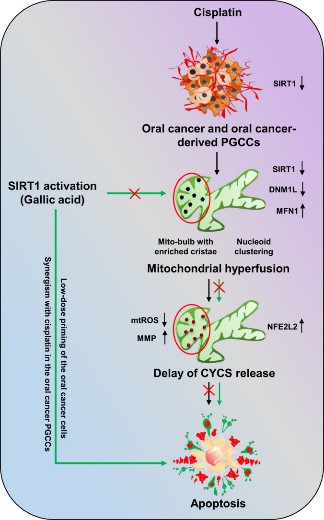 SIRT1-7.jpg