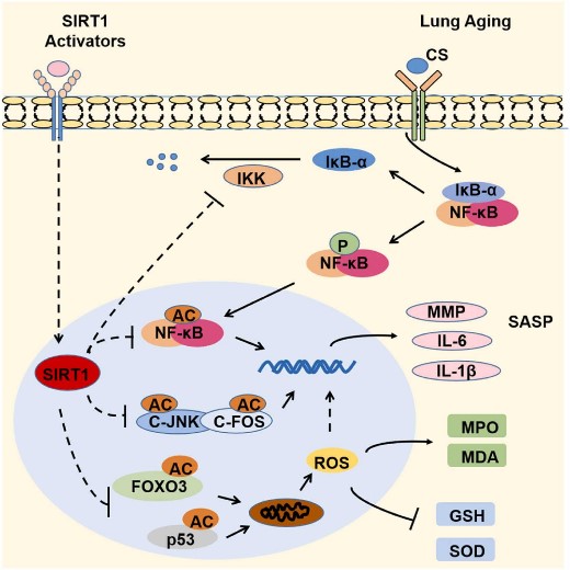 SIRT1-8.jpg