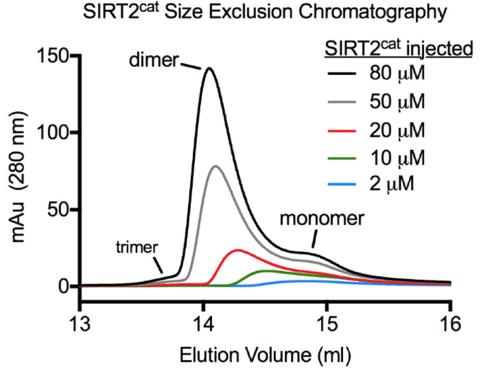 SIRT2-1.jpg