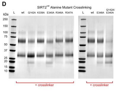 SIRT2-2.jpg