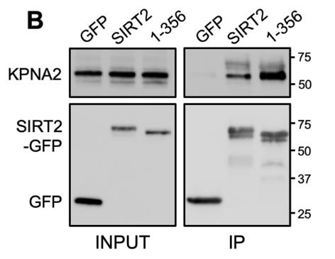 SIRT2-3.jpg