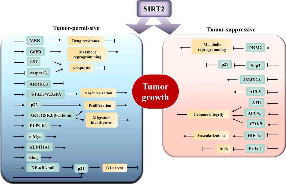 SIRT2-7.jpg