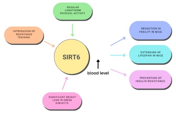 SIRT6-9.jpg