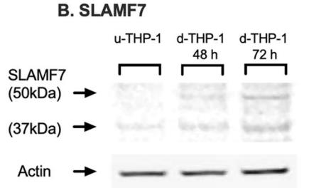 SLAMF7-3.jpg