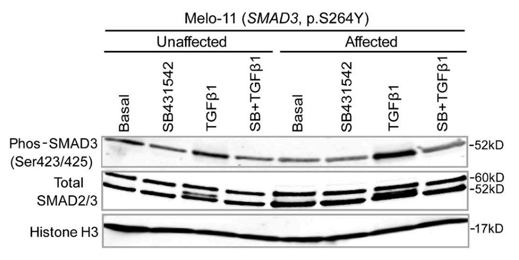 SMAD3-5.jpg