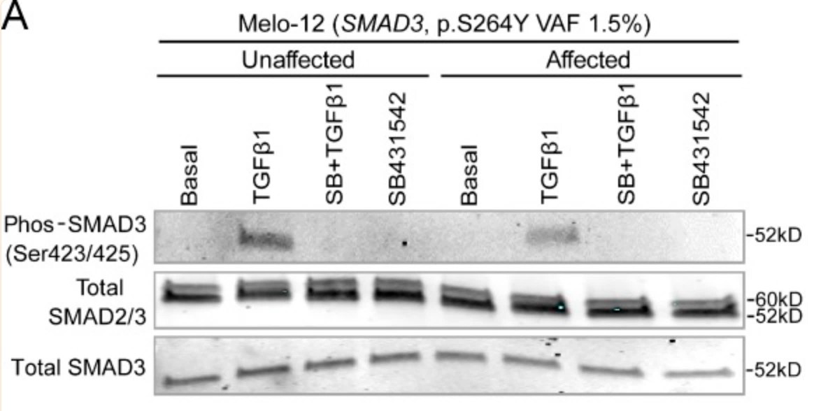 SMAD3-6.jpg