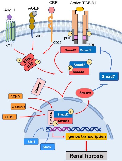 SMAD3-7.jpg