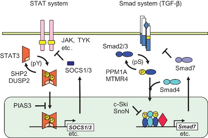 SMAD3-9.jpg