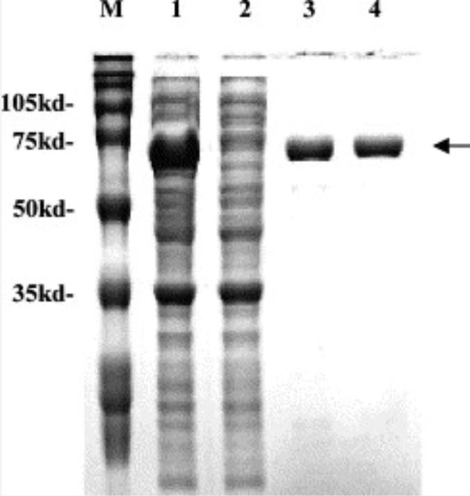 SMO-1.jpg