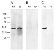 SORD-1.jpg
