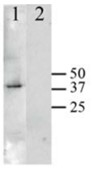 SORD-4.jpg