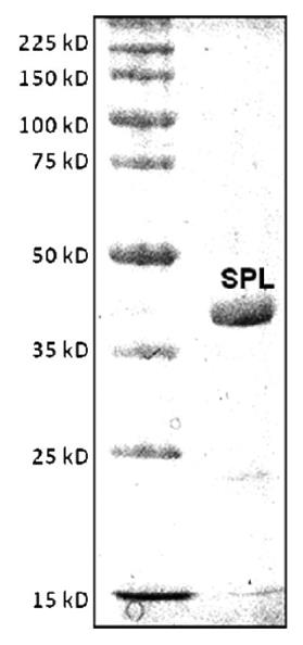 SPLB-0109B-3.jpg