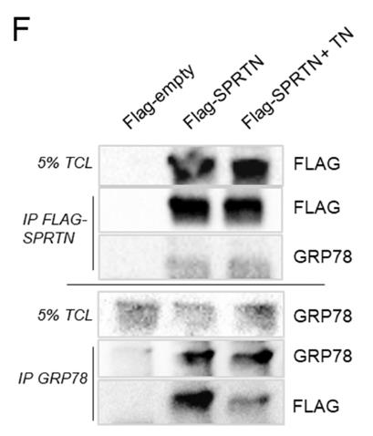 SPRTN-01HCL-1.jpg
