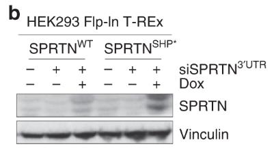 SPRTN-01HCL-3.jpg