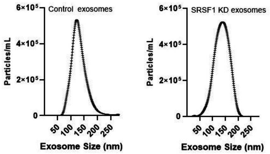 SRSF1-3.jpg