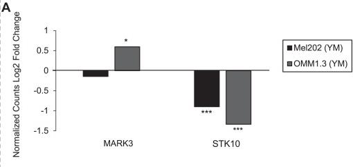 STK10-1.jpg