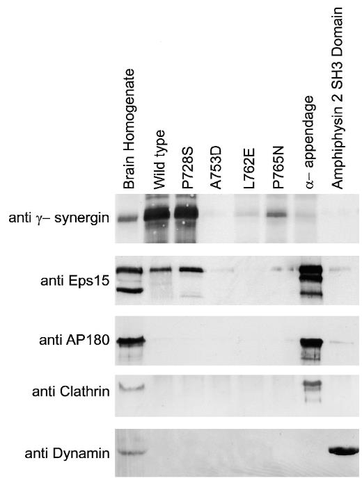 SYNRG-4586R-3.jpg