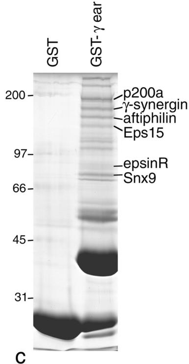 SYNRG-4586R-4.jpg