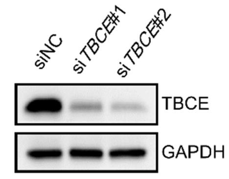 TBCE-3699Z-1.jpg