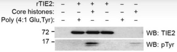 TEK-1.jpg