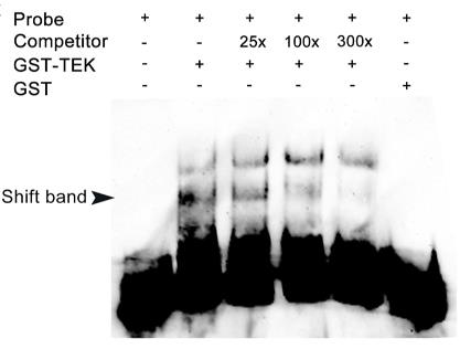 TEK-4.jpg